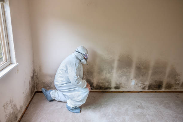 Best DIY Mold Remediation Support Services in Manchester, IA